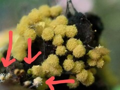 Polycephalomyces tomentosus