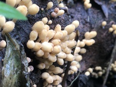 Fungi