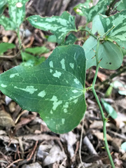 Smilax bona-nox
