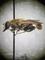 Polydontomyia curvipes