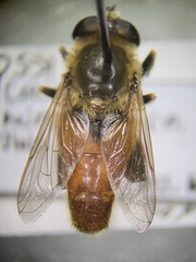 Polydontomyia curvipes
