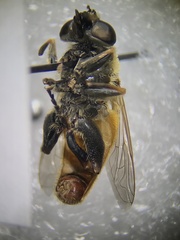 Polydontomyia curvipes