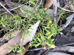 Hibbertia ericifolia