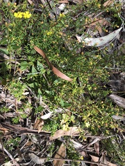 Hibbertia ericifolia