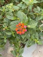 Lantana camara