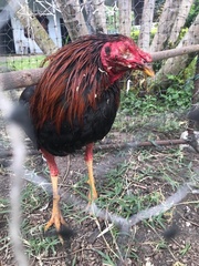 Gallus