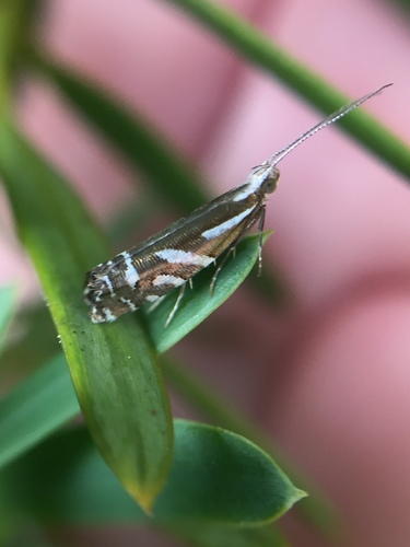 Chrysorthenches glypharcha
