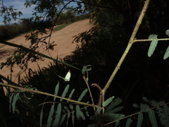 Leptophobia aripa