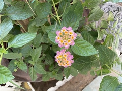 Lantana camara