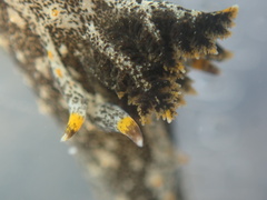 Polycera hedgpethi