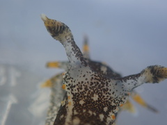 Polycera hedgpethi