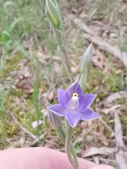 Thelymitra arenaria