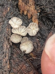 Hohenbuehelia pseudocyphelliformis