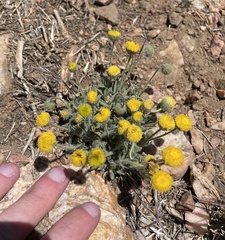 Erigeron aphanactis congestus