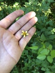 Bidens bipinnata