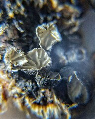 Hohenbuehelia pseudocyphelliformis