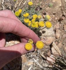 Erigeron aphanactis congestus