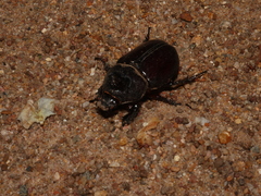 Strategus aloeus