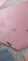 Formicinae