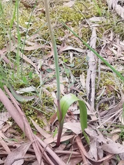 Thelymitra arenaria