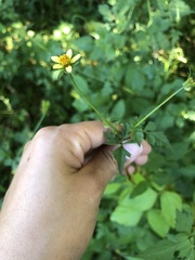 Bidens bipinnata