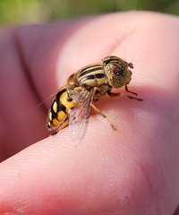 Eristalinus punctulatus