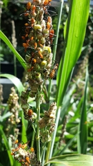 Acanthocephala declivis