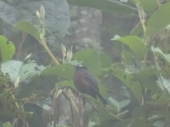 Ochthoeca cinnamomeiventris