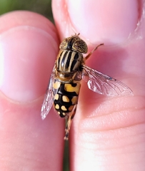 Eristalinus punctulatus