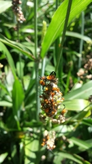 Acanthocephala declivis