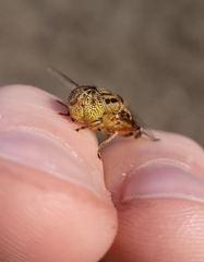 Eristalinus punctulatus