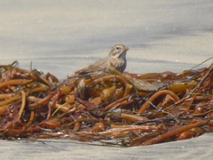 Passerculus sandwichensis rostratus