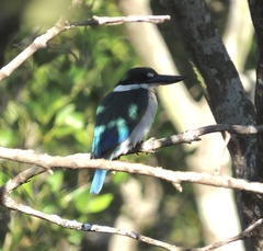 Todiramphus sordidus