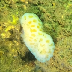Aplidium stellatum