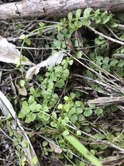 Asplenium flabellifolium