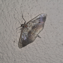 Pantographa