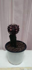Gymnocalycium