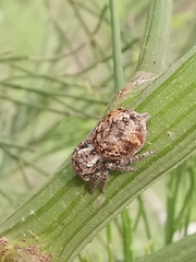 Servaea villosa