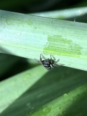 Zenodorus orbiculatus