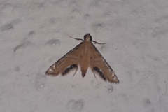 Acentropinae