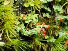 Cladonia bellidiflora