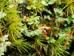 Cladonia bellidiflora