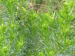 Myoporum parvifolium