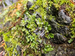 Marchantia polymorpha polymorpha