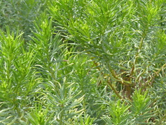 Myoporum parvifolium