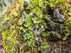 Marchantia polymorpha polymorpha