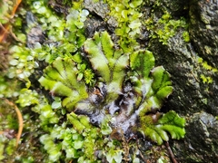 Marchantia polymorpha polymorpha