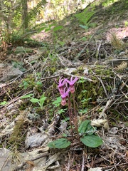 Calypso bulbosa occidentalis