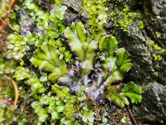 Marchantia polymorpha polymorpha
