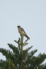 Falco sparverius sparverius